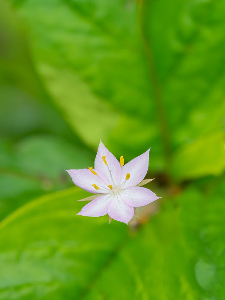 Star flower